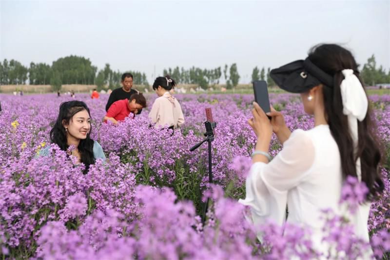 10萬余人次！太極莊首屆紫色油菜花節(jié)收官